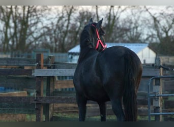 PRE, Merrie, 3 Jaar, 160 cm, Zwartschimmel