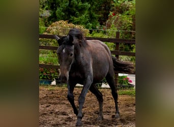 PRE, Merrie, 3 Jaar, 160 cm, Zwartschimmel