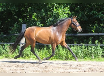 PRE, Merrie, 3 Jaar, 161 cm, Bruin
