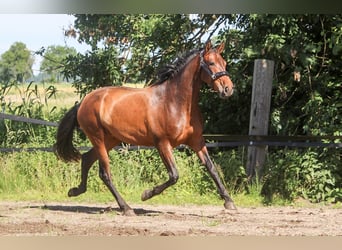 PRE, Merrie, 3 Jaar, 161 cm, Bruin