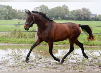 PRE Mix, Merrie, 3 Jaar, 161 cm, Bruin