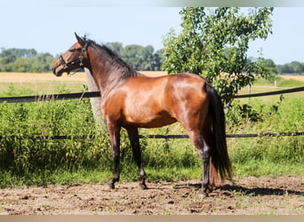 PRE, Merrie, 3 Jaar, 161 cm, Bruin
