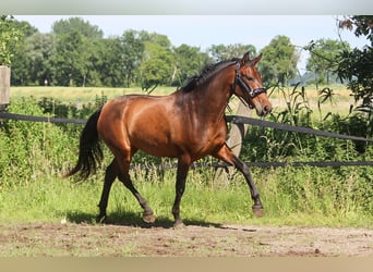 PRE, Merrie, 3 Jaar, 161 cm, Bruin