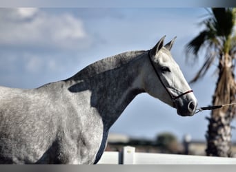 PRE Mix, Merrie, 3 Jaar, 162 cm, Appelschimmel