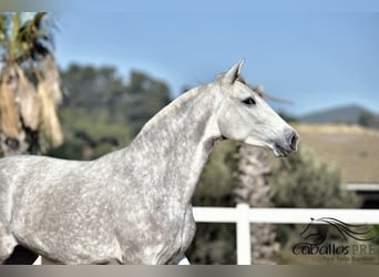 PRE Mix, Merrie, 3 Jaar, 162 cm, Schimmel