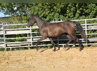 PRE Mix, Merrie, 3 Jaar, 162 cm, Zwart