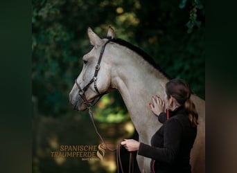 PRE Mix, Merrie, 3 Jaar, 163 cm, Buckskin