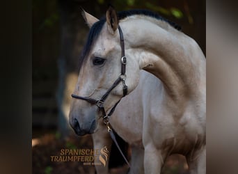 PRE Mix, Merrie, 3 Jaar, 163 cm, Buckskin