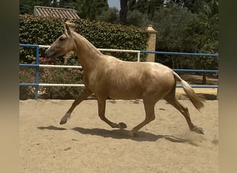 PRE Mix, Merrie, 3 Jaar, 163 cm, Palomino