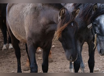 PRE Mix, Merrie, 3 Jaar, 163 cm, Zwart