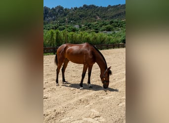 PRE, Merrie, 3 Jaar, 165 cm, Bruin
