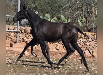 PRE, Merrie, 3 Jaar, 165 cm, Schimmel