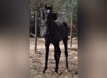 PRE, Merrie, 3 Jaar, 165 cm, Schimmel