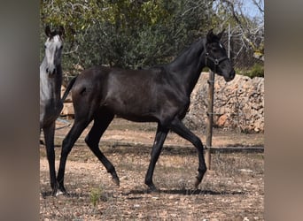 PRE, Merrie, 3 Jaar, 165 cm, Schimmel