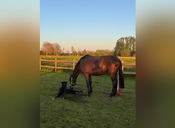 PRE Mix, Merrie, 3 Jaar, 167 cm, Zwart