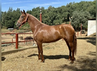 PRE Mix, Merrie, 3 Jaar, 168 cm, Vos