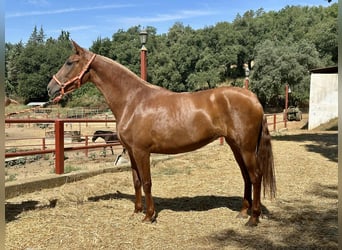 PRE Mix, Merrie, 3 Jaar, 168 cm, Vos