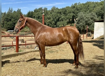 PRE Mix, Merrie, 3 Jaar, 168 cm, Vos