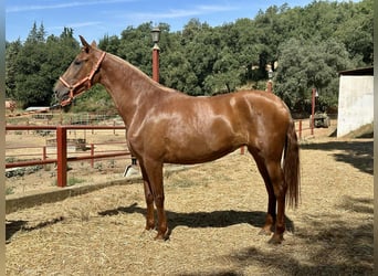 PRE Mix, Merrie, 3 Jaar, 168 cm, Vos