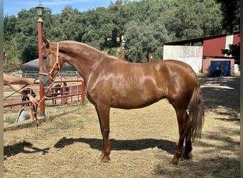 PRE Mix, Merrie, 3 Jaar, 168 cm, Vos
