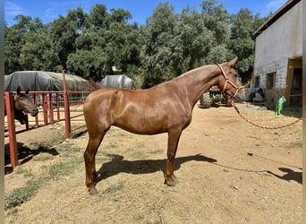PRE Mix, Merrie, 3 Jaar, 168 cm, Vos