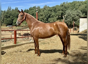 PRE Mix, Merrie, 3 Jaar, 168 cm, Vos