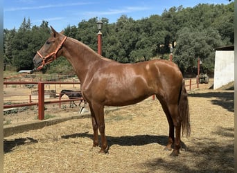 PRE Mix, Merrie, 3 Jaar, 168 cm, Vos