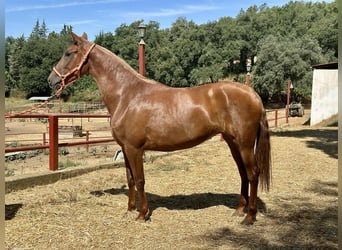 PRE Mix, Merrie, 3 Jaar, 168 cm, Vos