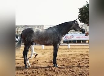 PRE Mix, Merrie, 3 Jaar, 169 cm, Schimmel