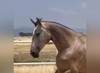 PRE, Merrie, 3 Jaar, 175 cm, Vliegenschimmel