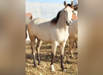 PRE, Merrie, 3 Jaar, Buckskin