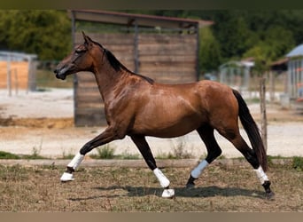 PRE Mix, Merrie, 3 Jaar