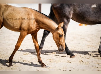 PRE Mix, Merrie, 4 Jaar, 145 cm, Buckskin