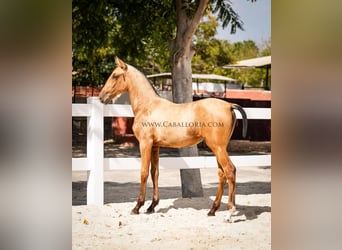 PRE Mix, Merrie, 4 Jaar, 145 cm, Buckskin