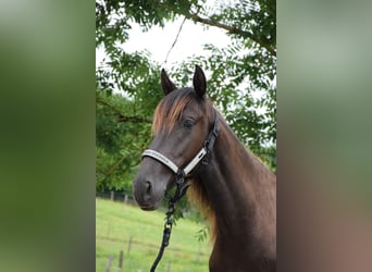 PRE, Merrie, 4 Jaar, 148 cm, Zwart