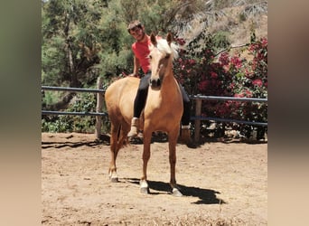 PRE, Merrie, 4 Jaar, 152 cm, Palomino
