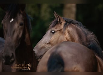 PRE Mix, Merrie, 4 Jaar, 153 cm, Zwart