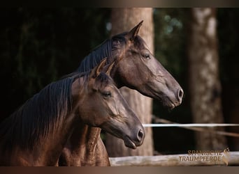 PRE Mix, Merrie, 4 Jaar, 153 cm, Zwart