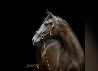 PRE Mix, Merrie, 4 Jaar, 153 cm, Zwart