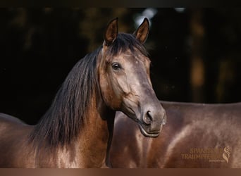 PRE Mix, Merrie, 4 Jaar, 153 cm, Zwart