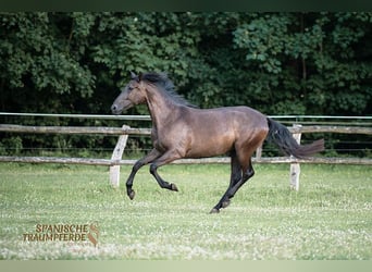 PRE Mix, Merrie, 4 Jaar, 153 cm, Zwart