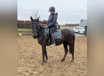 PRE, Merrie, 4 Jaar, 153 cm, Zwart