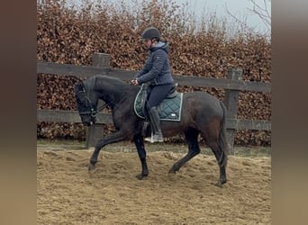 PRE Mix, Merrie, 4 Jaar, 153 cm, Zwart