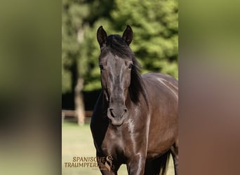 PRE Mix, Merrie, 4 Jaar, 153 cm, Zwart