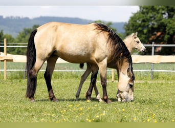 PRE, Merrie, 4 Jaar, 154 cm, Buckskin