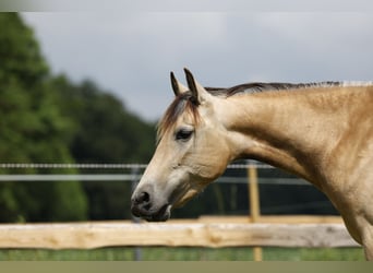 PRE, Merrie, 4 Jaar, 154 cm, Buckskin