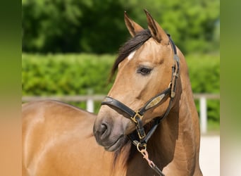 PRE Mix, Merrie, 4 Jaar, 154 cm, Falbe