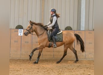 PRE Mix, Merrie, 4 Jaar, 154 cm, Falbe