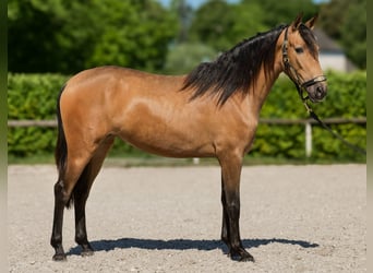 PRE Mix, Merrie, 4 Jaar, 154 cm, Falbe