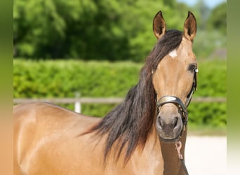 PRE Mix, Merrie, 4 Jaar, 154 cm, Falbe